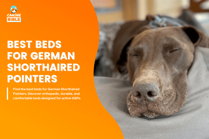 Best-Dog-Beds-for-German-Shorthaired-Pointers