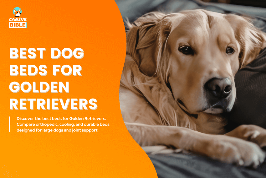 Best-Dog-Beds-for-Golden-Retrievers