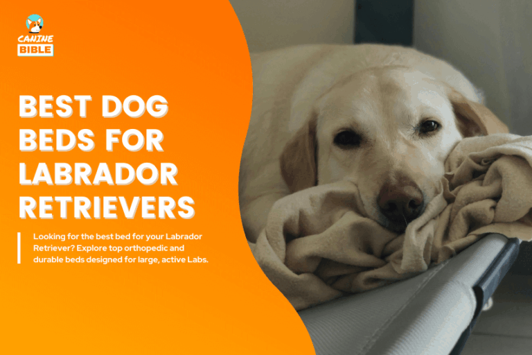 Best-Dog-Beds-for-Labrador-Retrievers