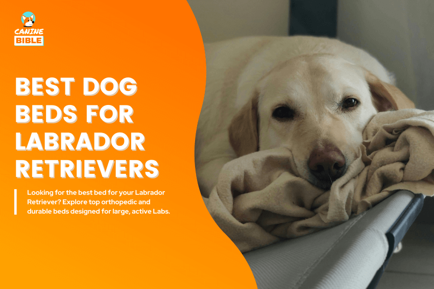 Best-Dog-Beds-for-Labrador-Retrievers