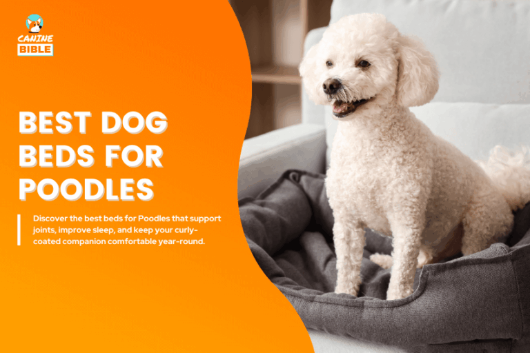 Best-Dog-Beds-for-Poodles