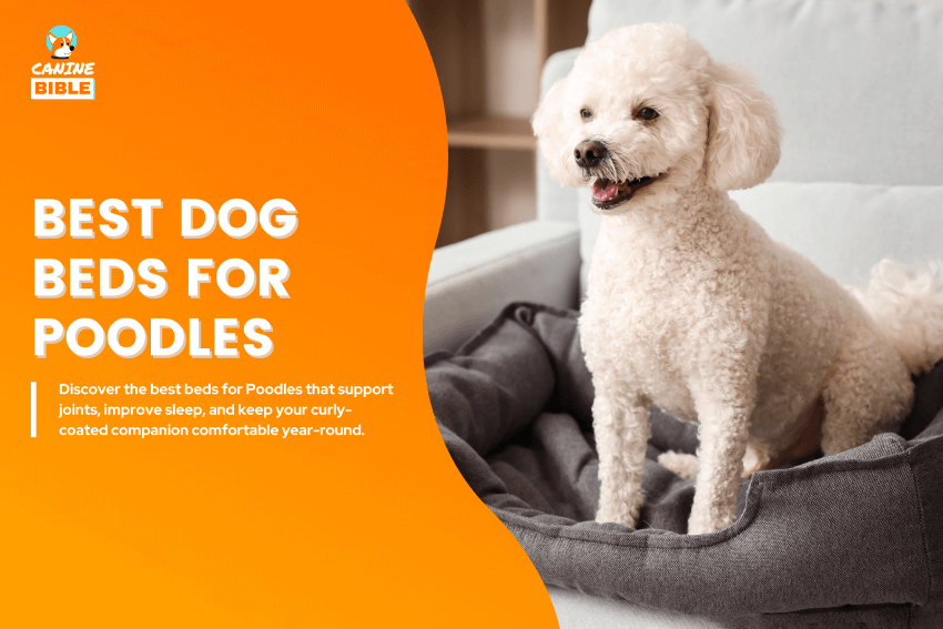 Best-Dog-Beds-for-Poodles