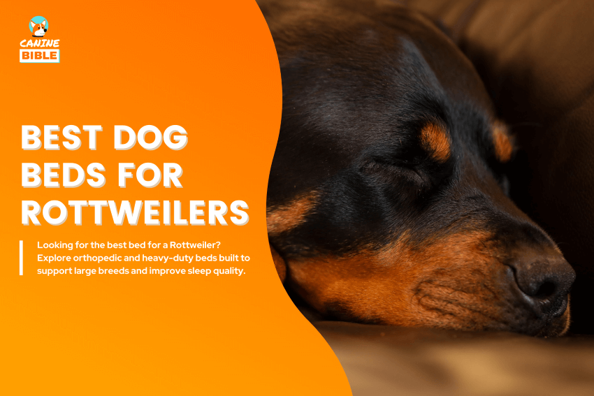Best-Dog-Beds-for-Rottweilers