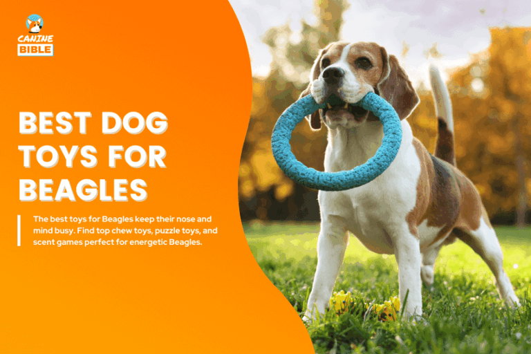 Best-Dog-Toys-for-Beagles