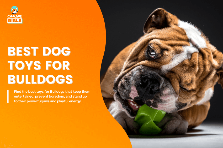 Best-Dog-Toys-for-Bulldogs