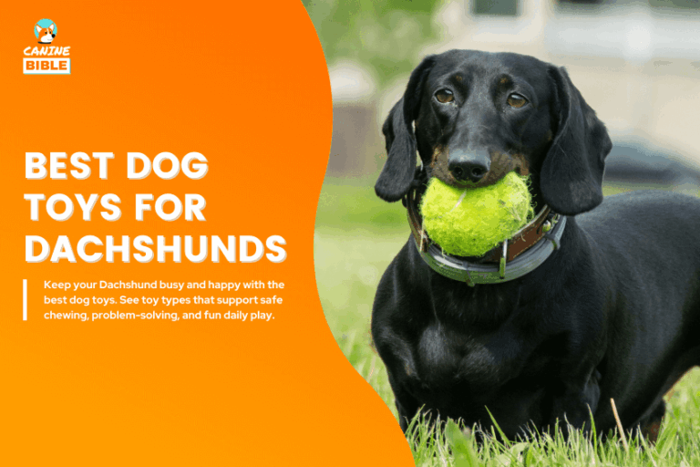 Best-Dog-Toys-for-Dachshunds