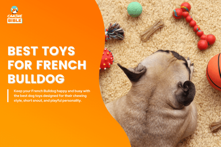 Best-Dog-Toys-for-French-Bulldog