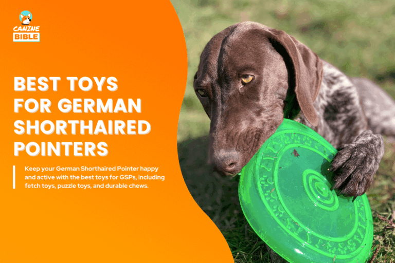 Best-Dog-Toys-for-German-Shorthaired-Pointers