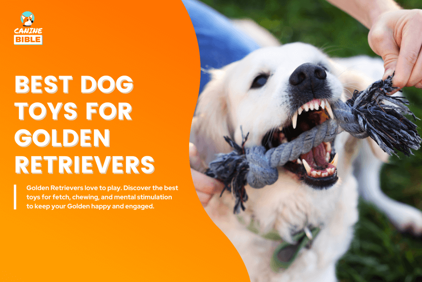 Best-Dog-Toys-for-Golden-Retrievers