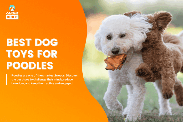 Best-Dog-Toys-for-Poodles