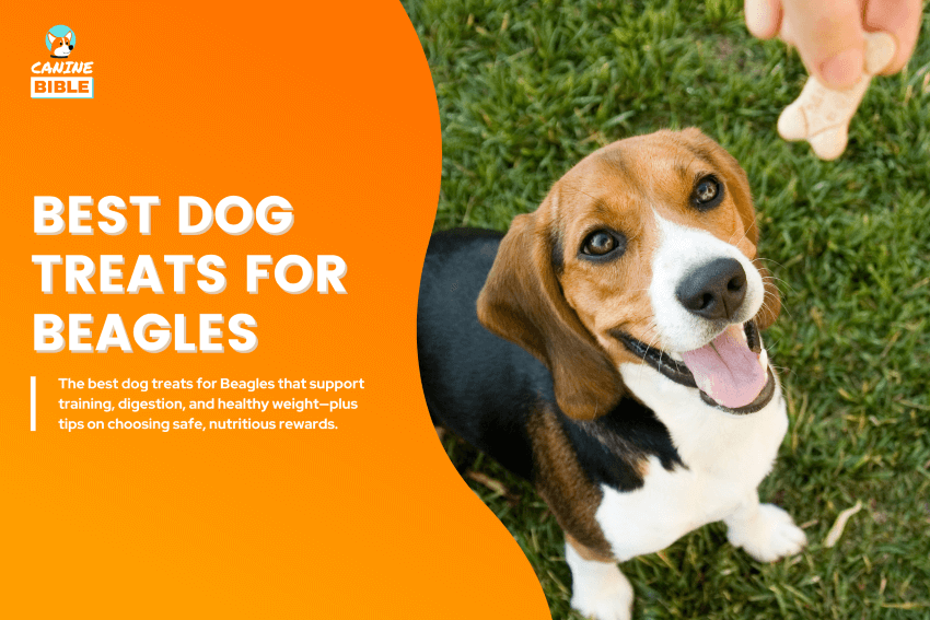 Best-Dog-Treats-for-Beagles