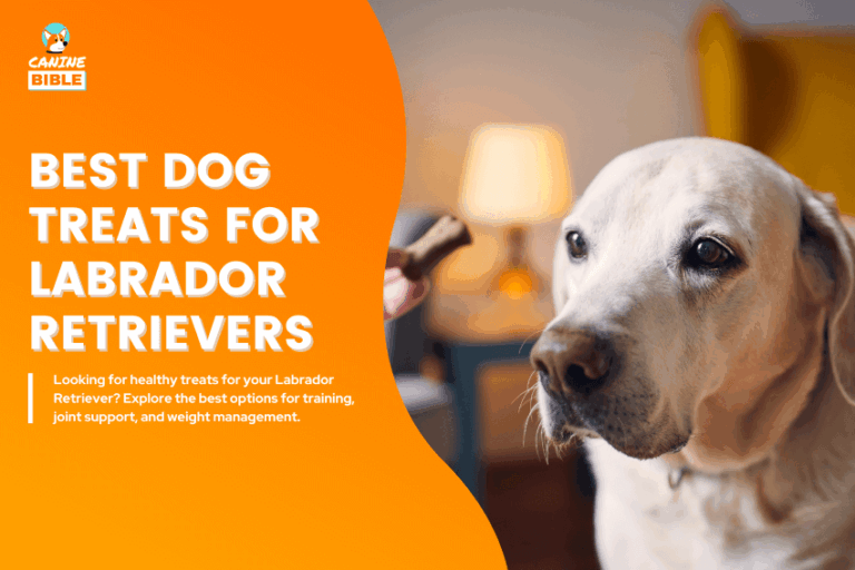 Best-Dog-Treats-for-Labrador-Retrievers