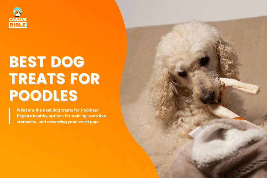Best-Dog-Treats-for-Poodles