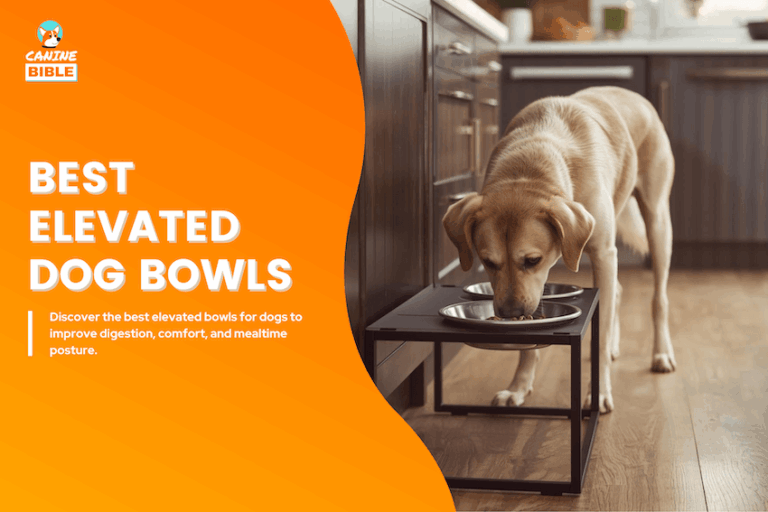 Best Elevated Dog Bowls