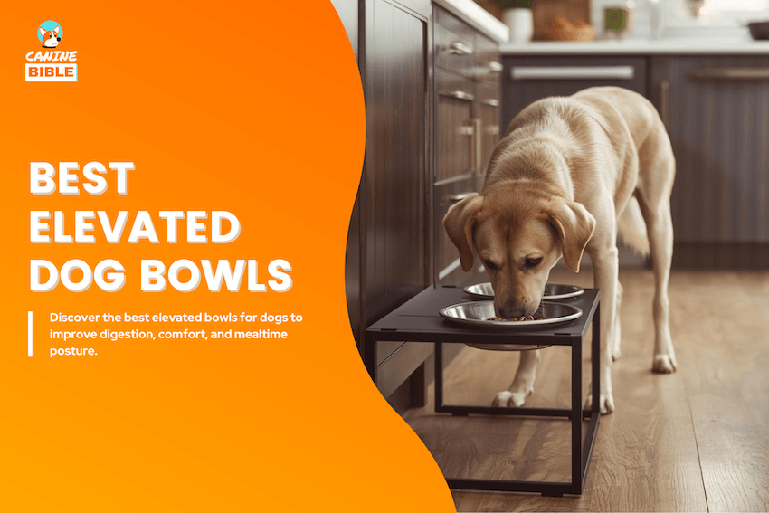 Best Elevated Dog Bowls