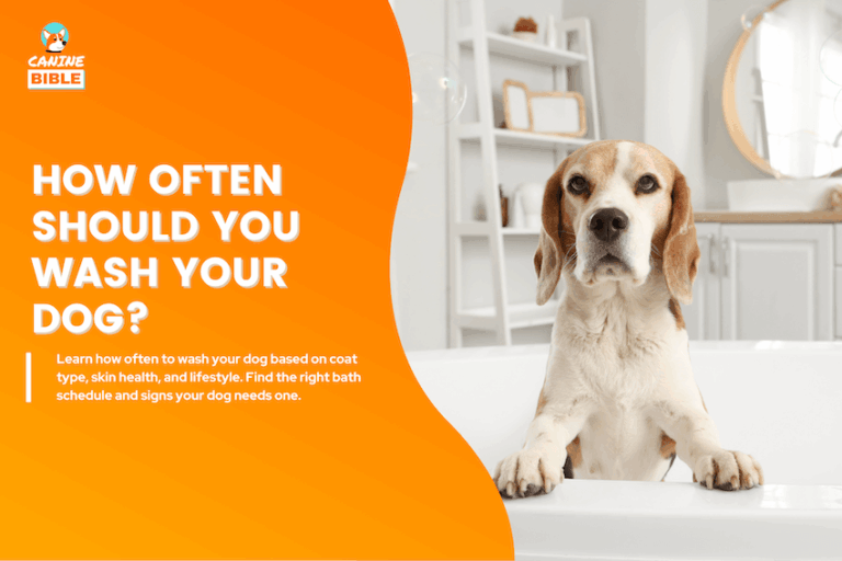 How often should you wash your dogs