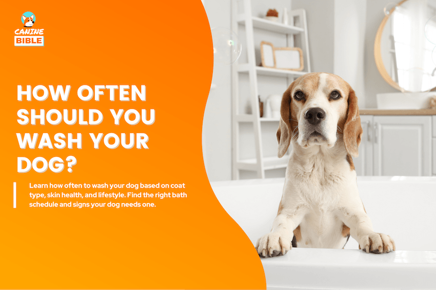 How often should you wash your dogs