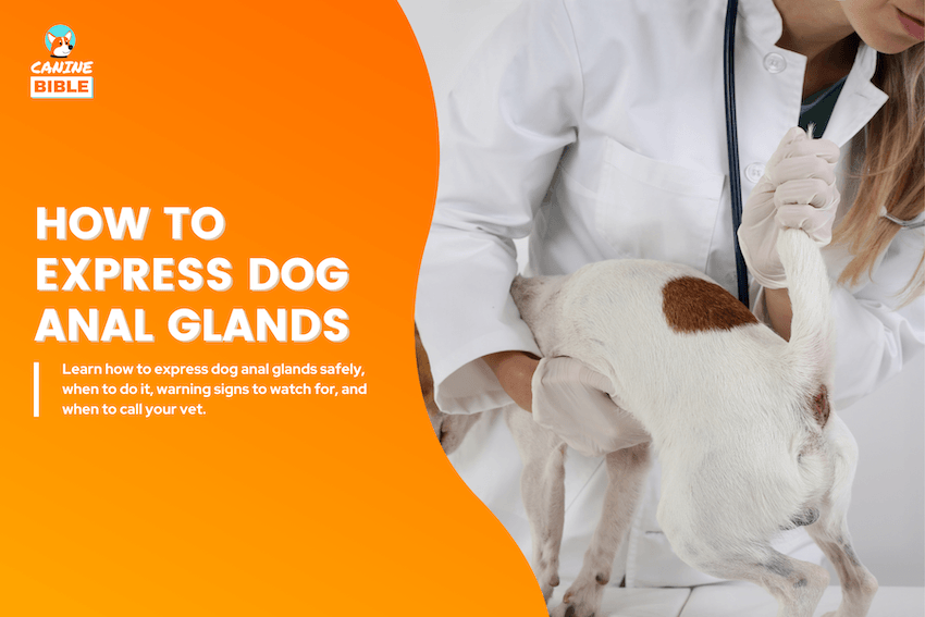 Curated visual reference: Gallery Detail: How To Express Dog Anal Glands 8 At Home Steps