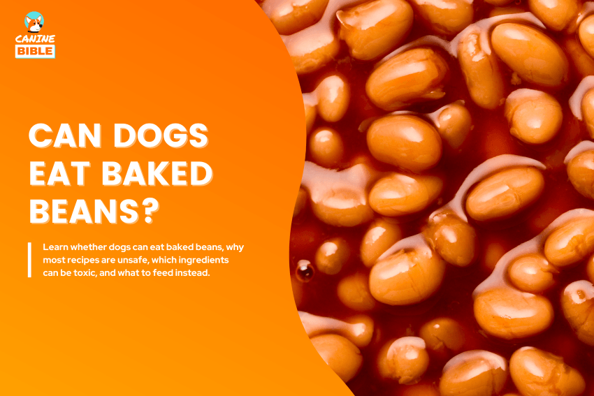 can-dogs-eat-baked-beans