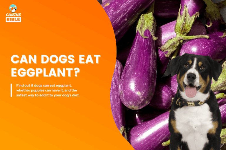 Can Dogs Eat Pineapple? Vet-Approved Answer & Feeding Guide - Canine Bible