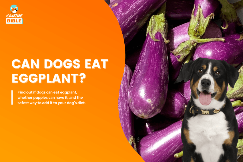 can-dogs-eat-eggplant