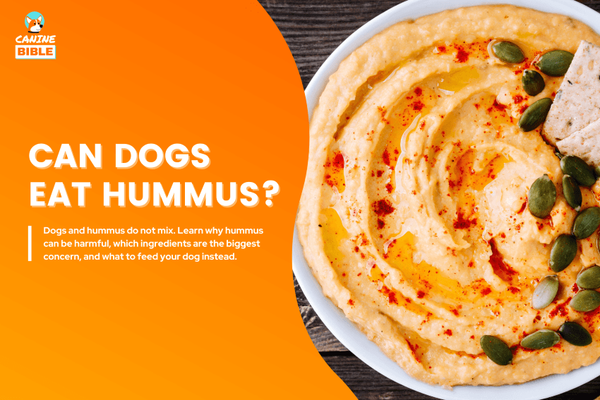 can-dogs-eat-hummus