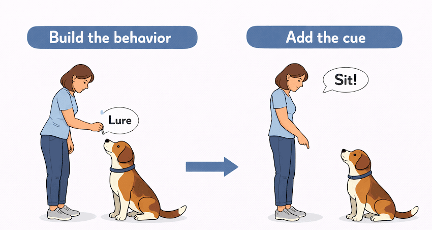 dog training step 5