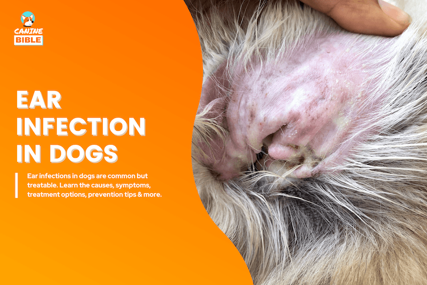 ear infections in dogs