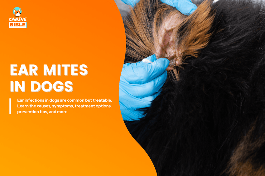 ear-mites-in-dog