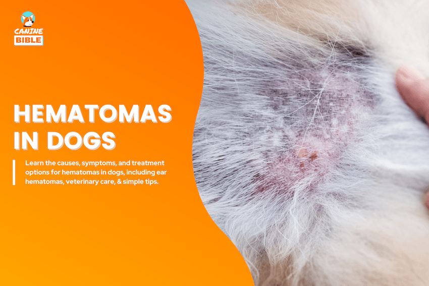 hematomas in dogs