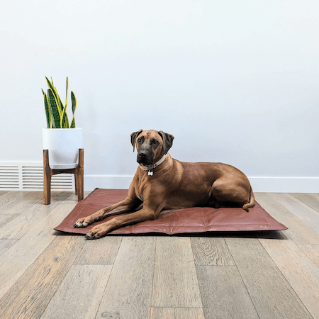 le dog le mat