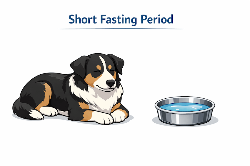 short fasting how to stop dog diarrhea