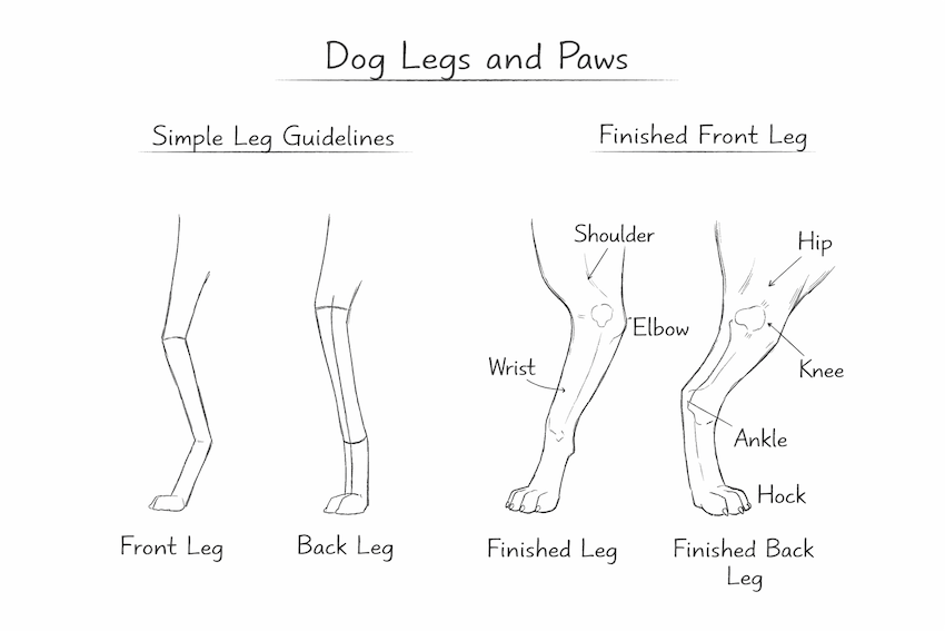 step 5 how to draw a dog