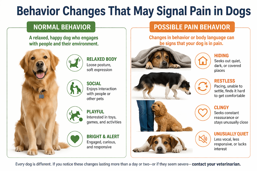 Behavior changes signaling pain in dogs