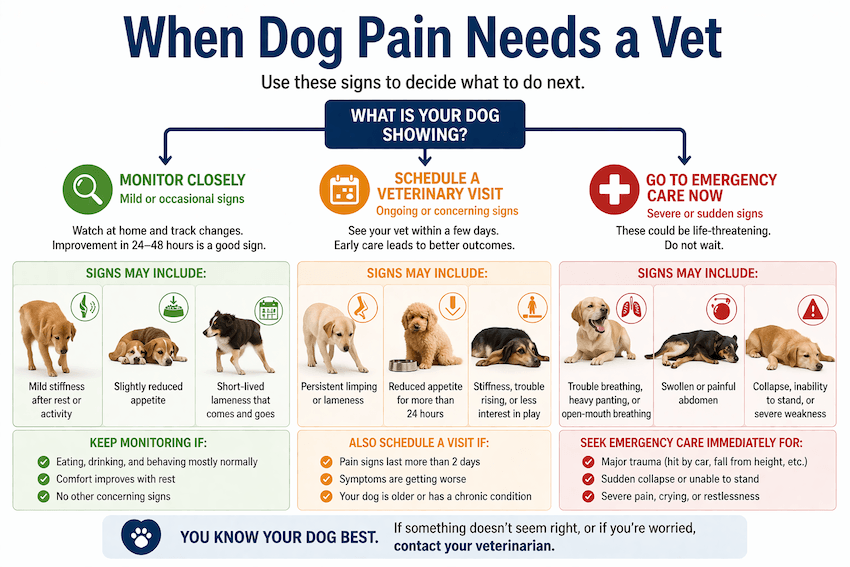 When to seek veterinary care for dogs