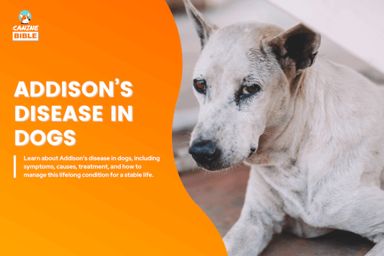 Addison's disease in dogs