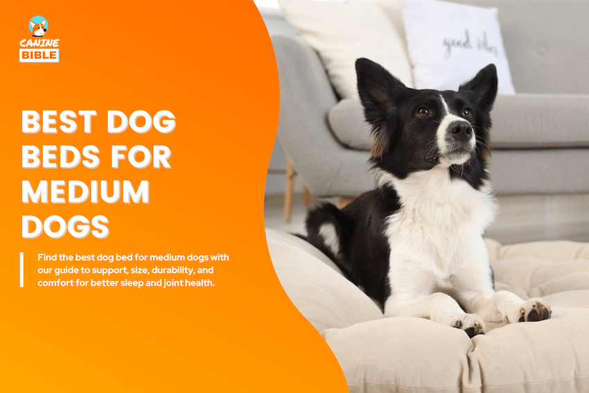 Best dog beds for medium dogs