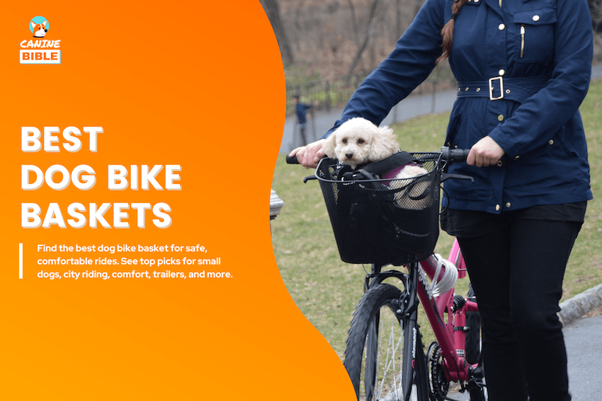best dog bike baskets