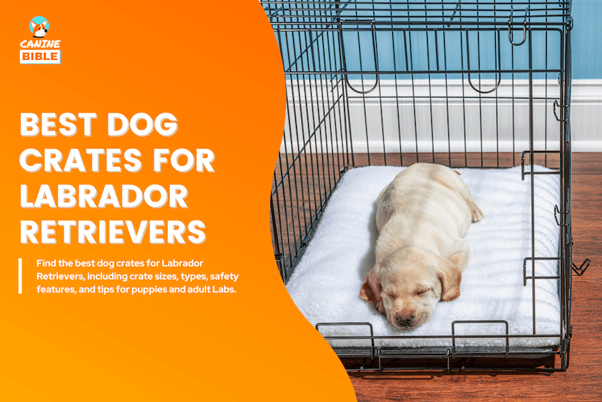 best dog crates for labrador retrievers