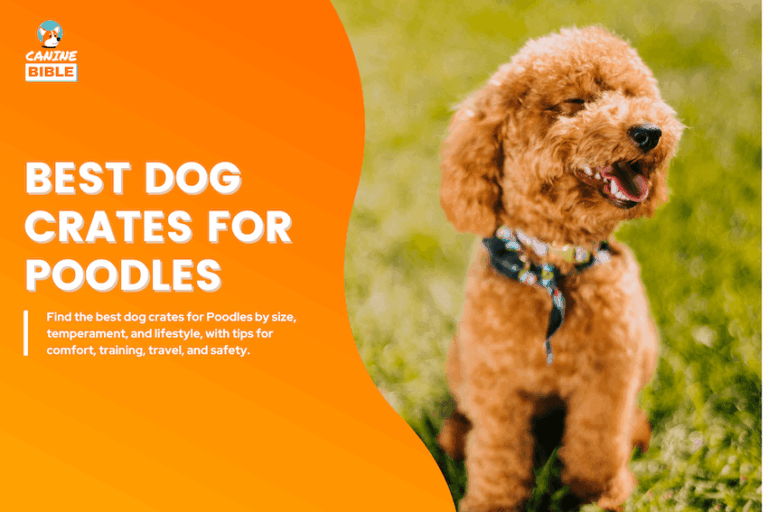 best dog crates for poodles