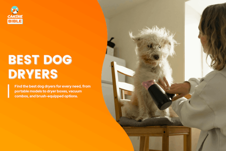 best dog dryers