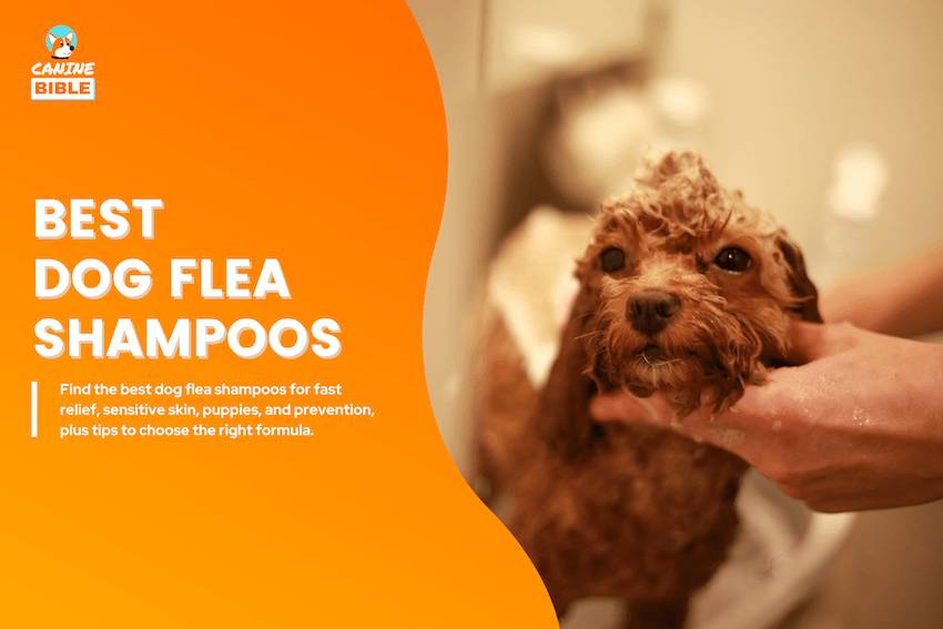 Best Dog Flea Shampoos