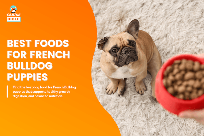 best dog foods for french bulldog puppies