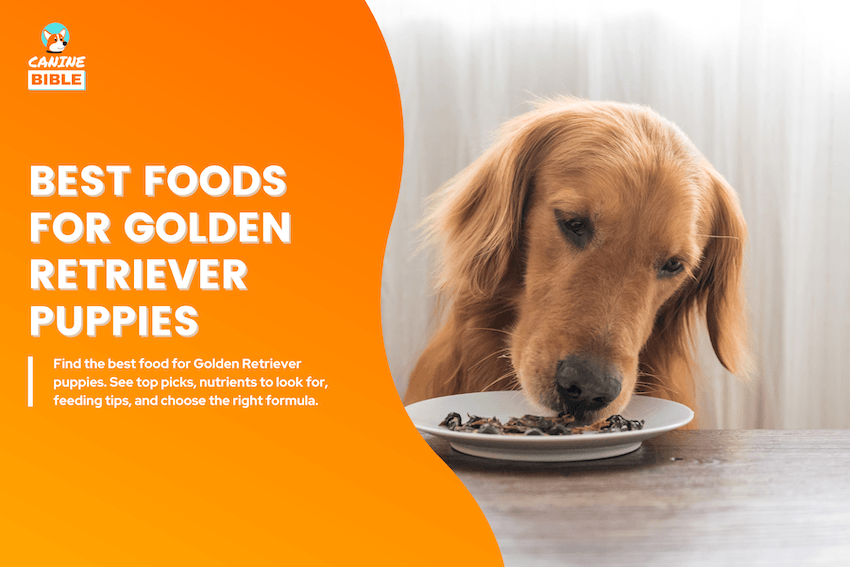 best dog foods for golden retriever puppies