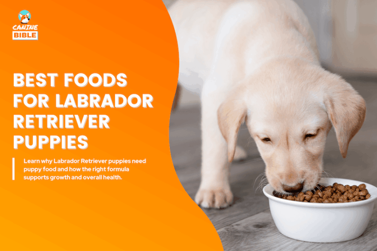 best dog foods for labrador retriever puppies