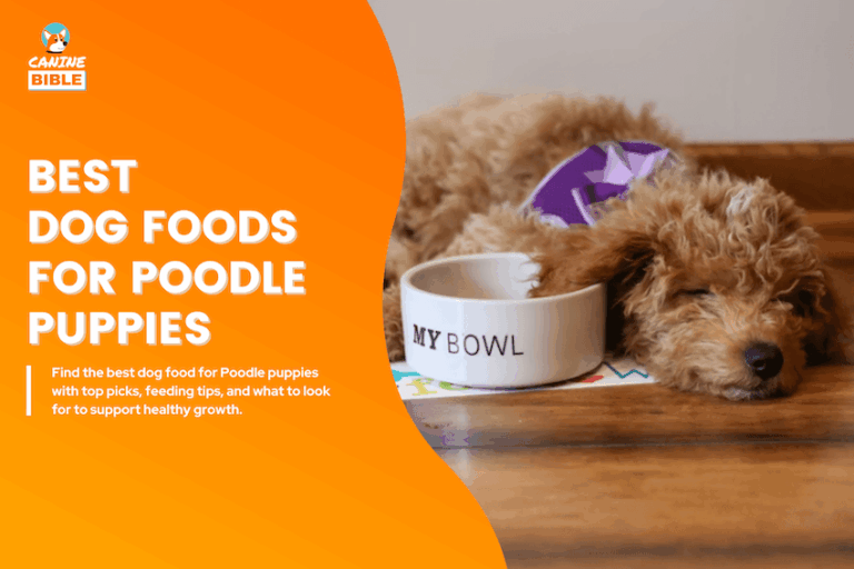 best dog foods for poodle puppies