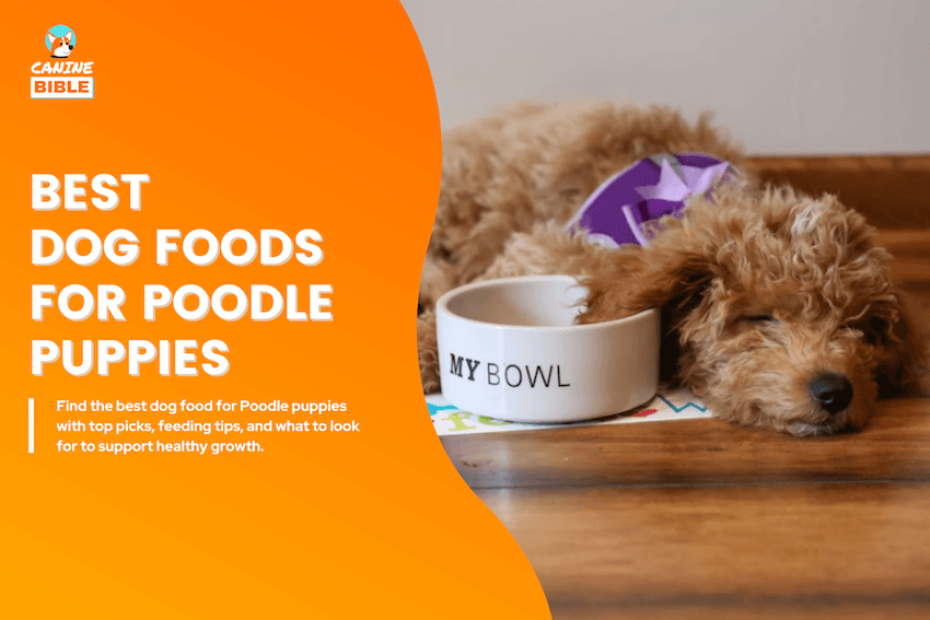 best dog foods for poodle puppies