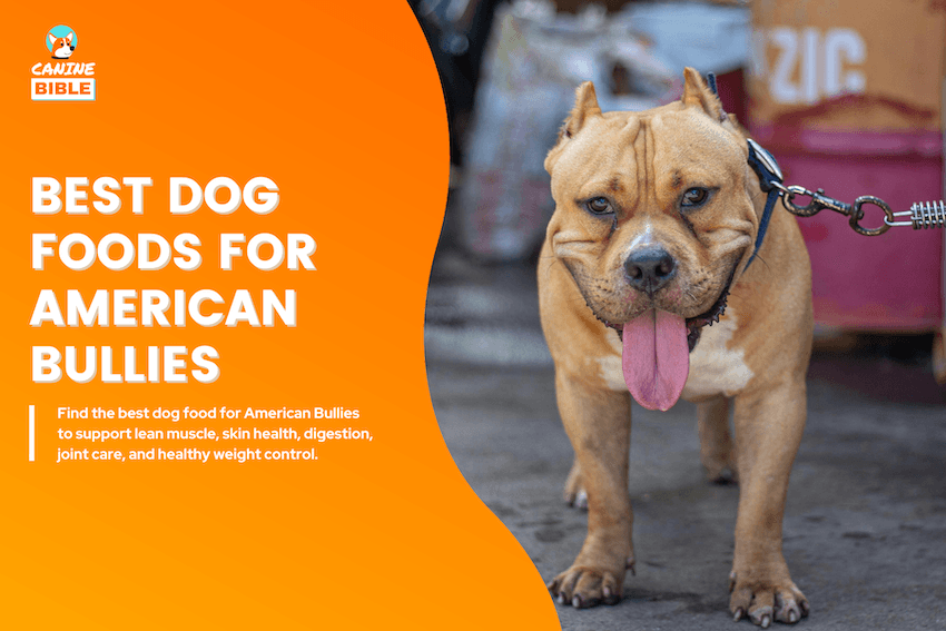 best dog foods for american bullies