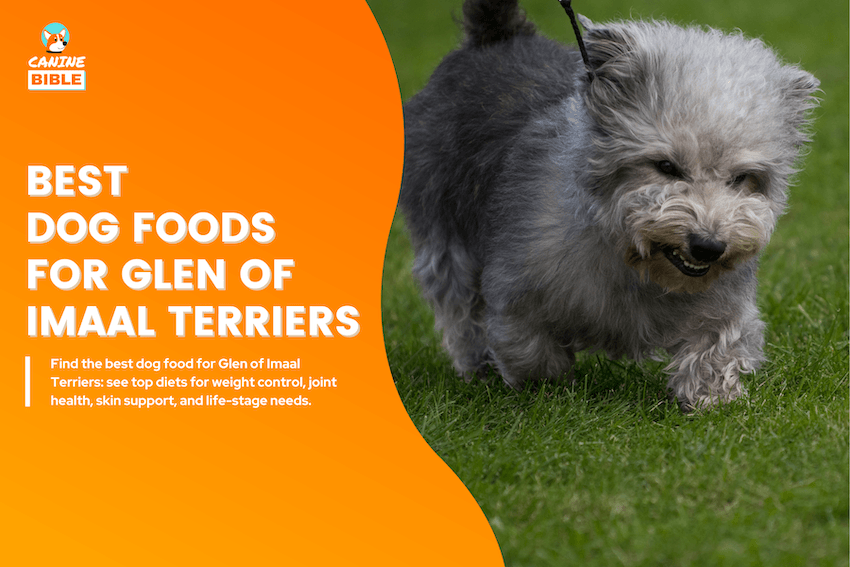 best dog foods for imaal terriers