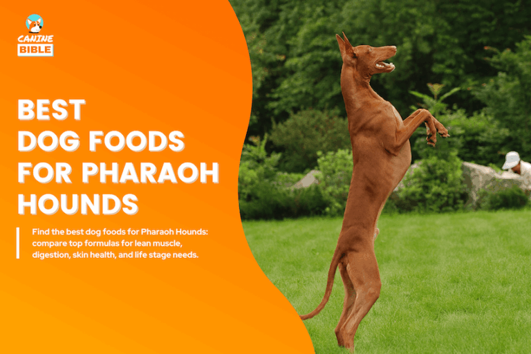 best dog foods for pharaoh hounds